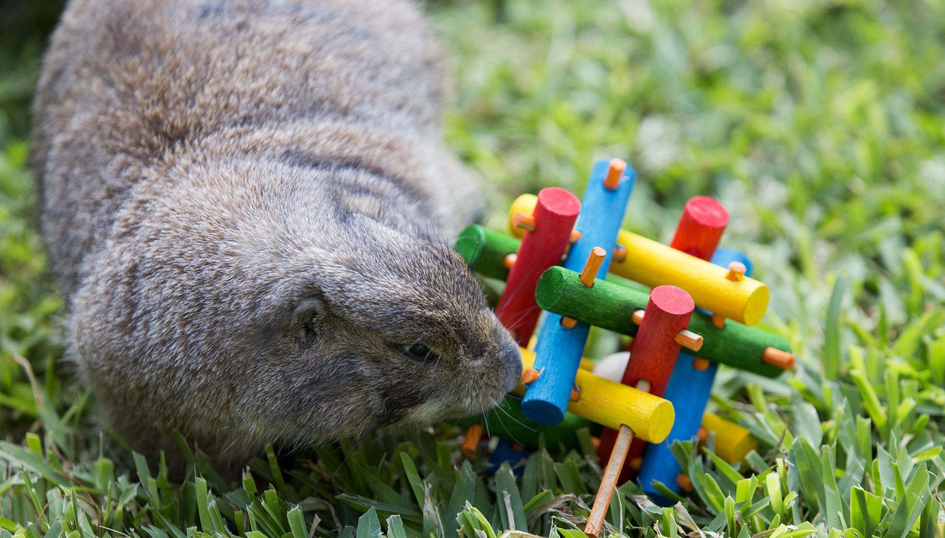 Animal enrichment